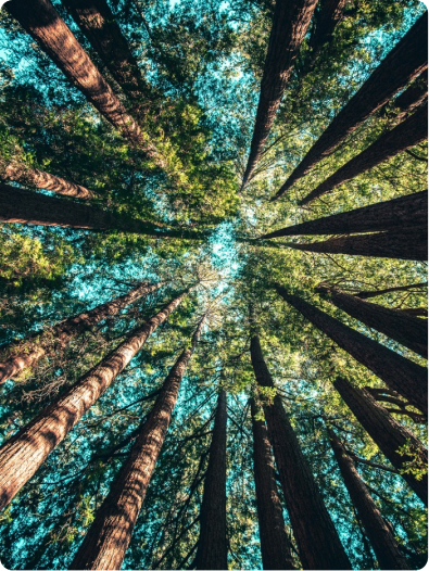 Trees